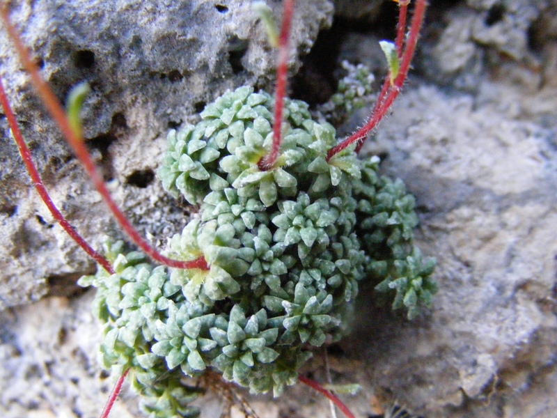 Saxifraga caesia